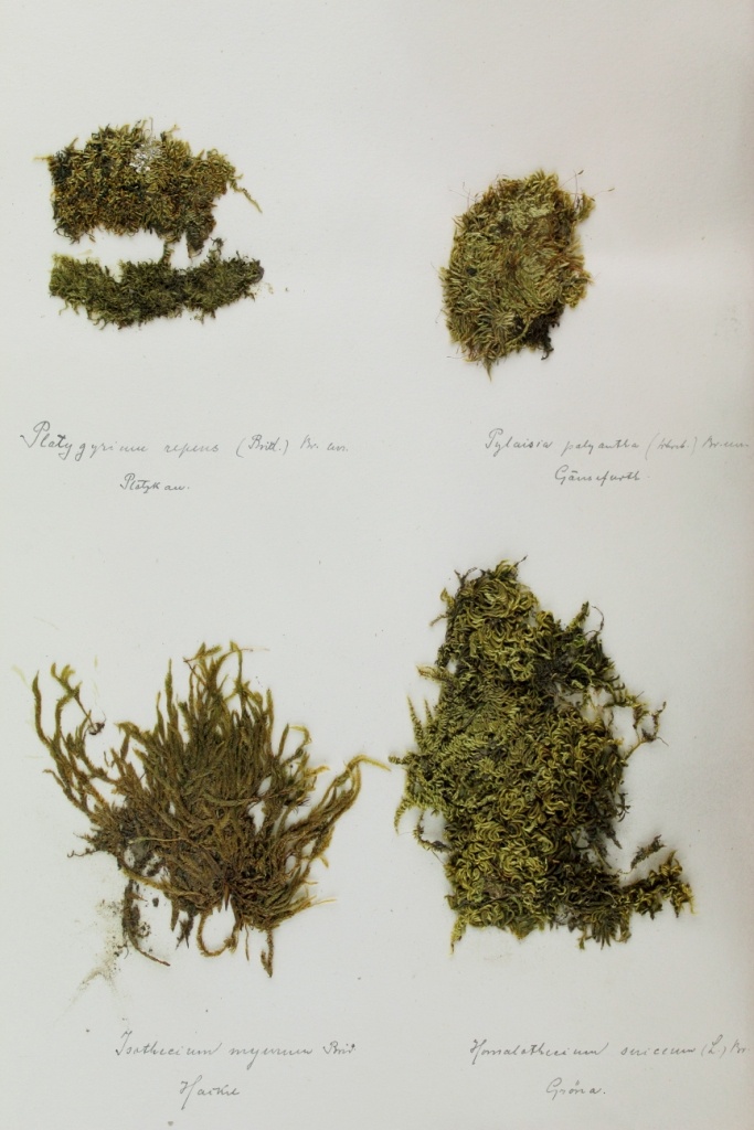 Zschacke-Herbarium, Blatt 20 (Museum für Naturkunde und Vorgeschichte Dessau CC BY-NC-SA)