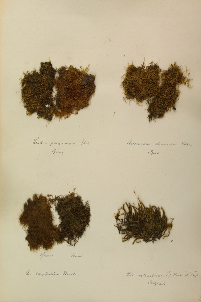 Zschacke Herbarium, Blatt 7 (Museum Schloss Bernburg CC BY-NC-SA)