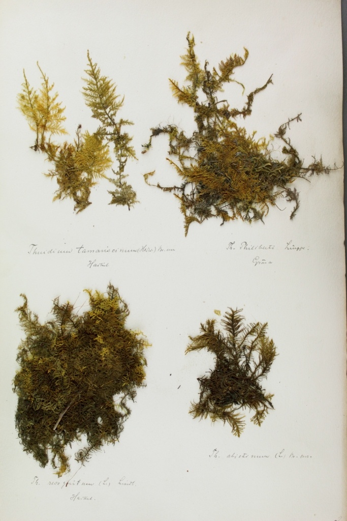 Zschacke-Herbarium, Blatt 22 (Museum für Naturkunde und Vorgeschichte Dessau CC BY-NC-SA)