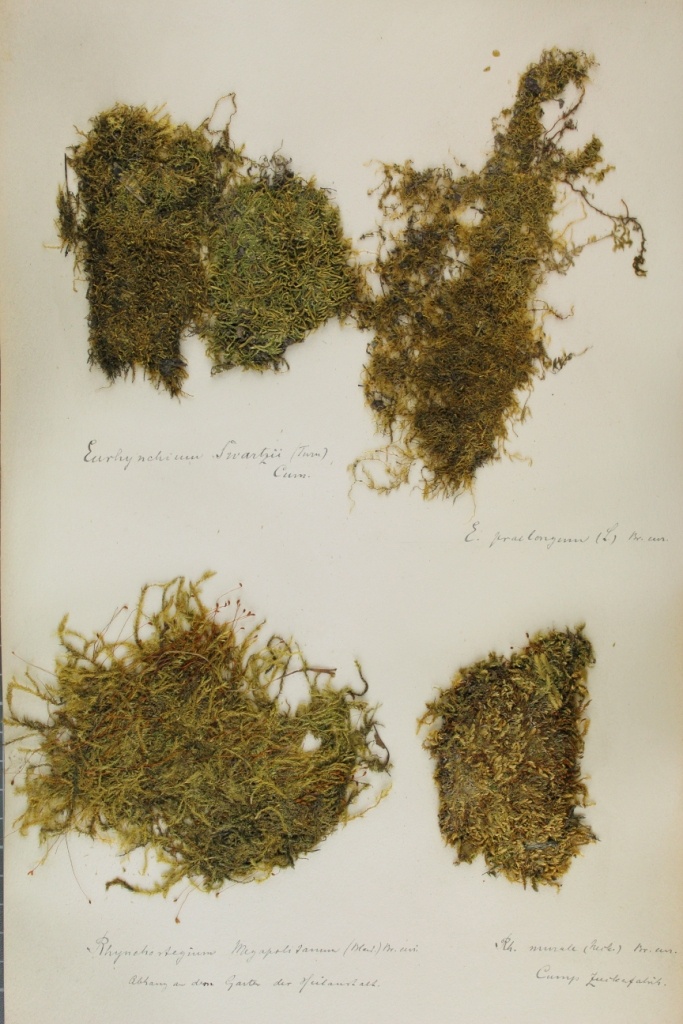 Zschacke-Herbarium, Blatt 23 (Museum für Naturkunde und Vorgeschichte Dessau CC BY-NC-SA)
