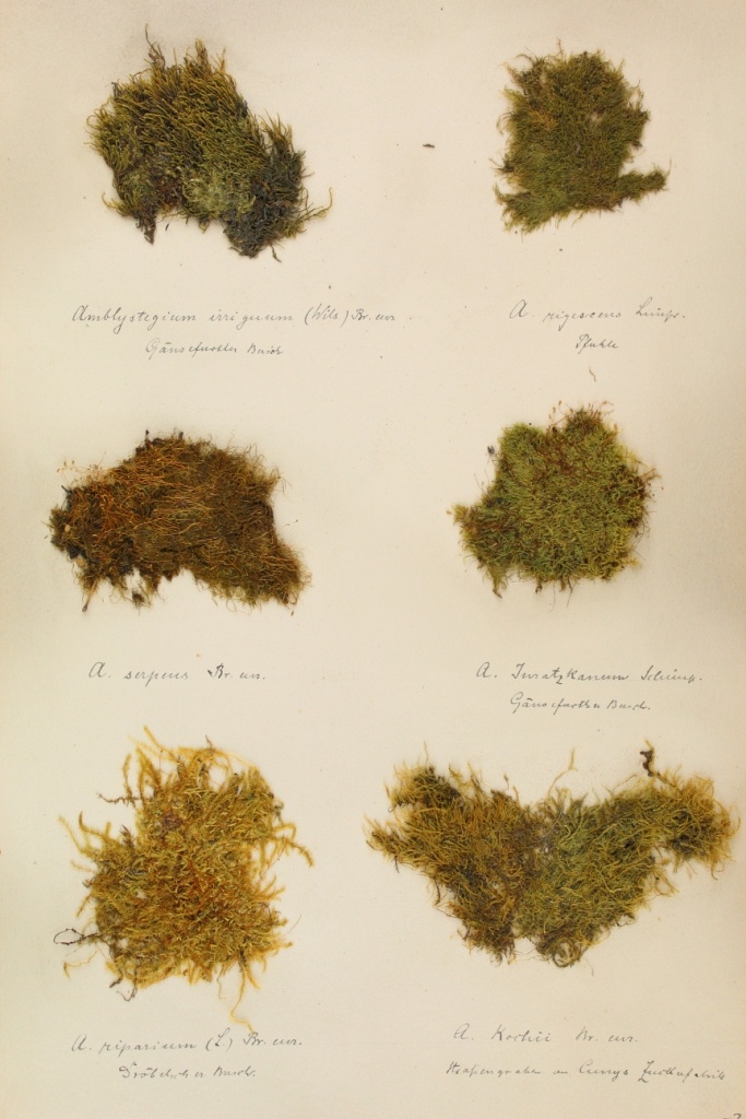 Zschacke-Herbarium, Blatt 24 (Museum für Naturkunde und Vorgeschichte Dessau CC BY-NC-SA)