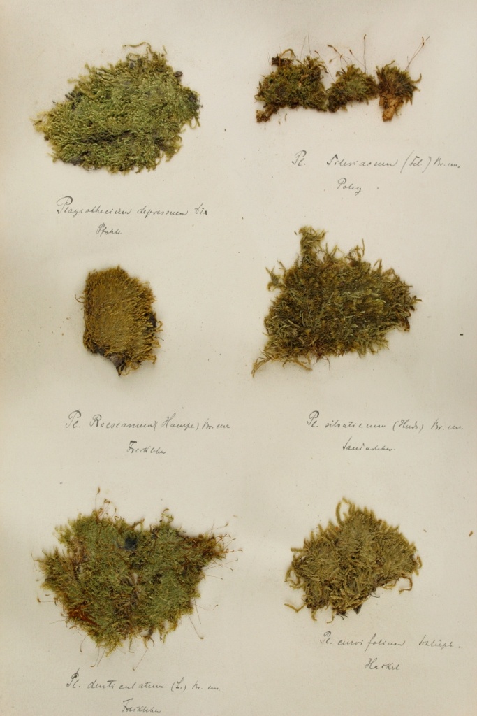Zschacke-Herbarium, Blatt 25 (Museum für Naturkunde und Vorgeschichte Dessau CC BY-NC-SA)