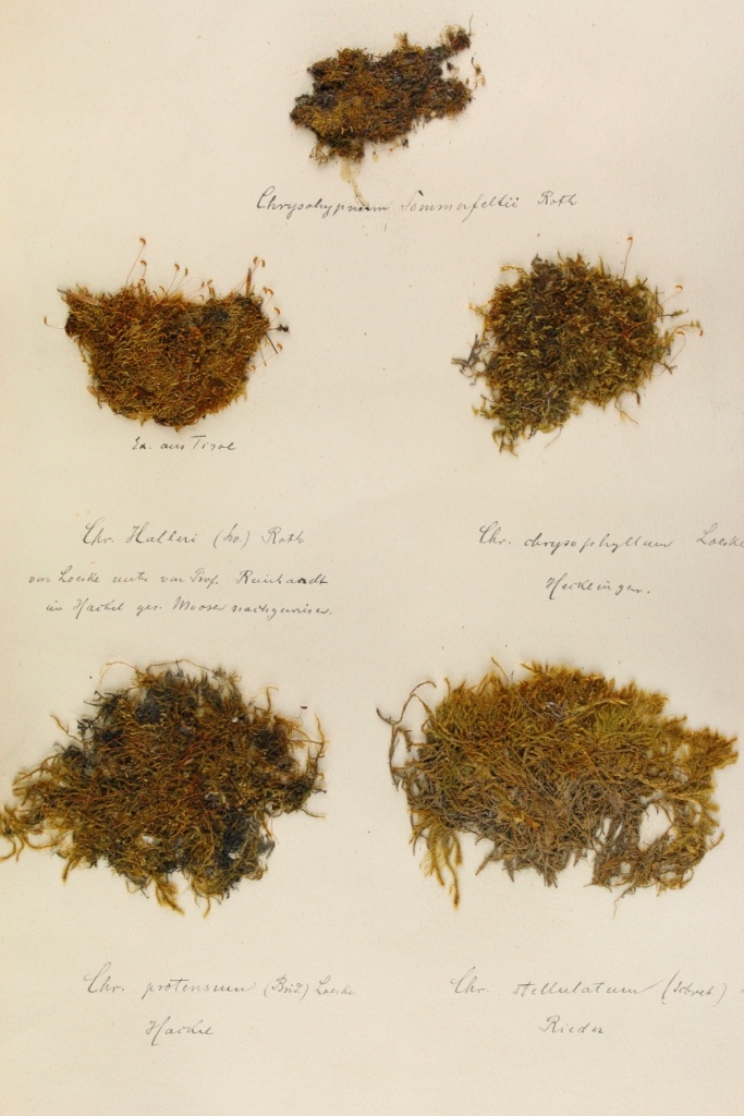Zschacke-Herbarium, Blatt 26 (Museum für Naturkunde und Vorgeschichte Dessau CC BY-NC-SA)