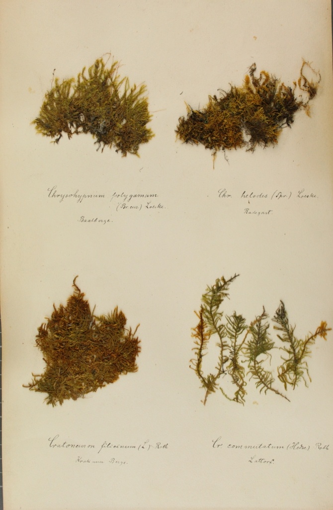 Zschacke-Herbarium, Blatt 27 (Museum für Naturkunde und Vorgeschichte Dessau CC BY-NC-SA)