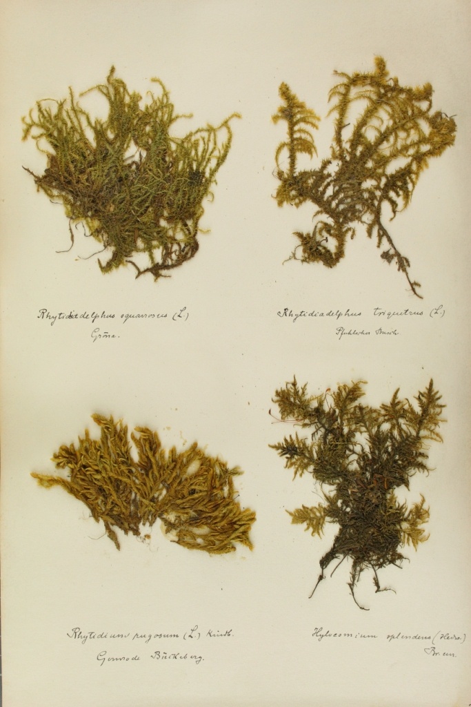Zschacke-Herbarium, Blatt 28 (Museum für Naturkunde und Vorgeschichte Dessau CC BY-NC-SA)