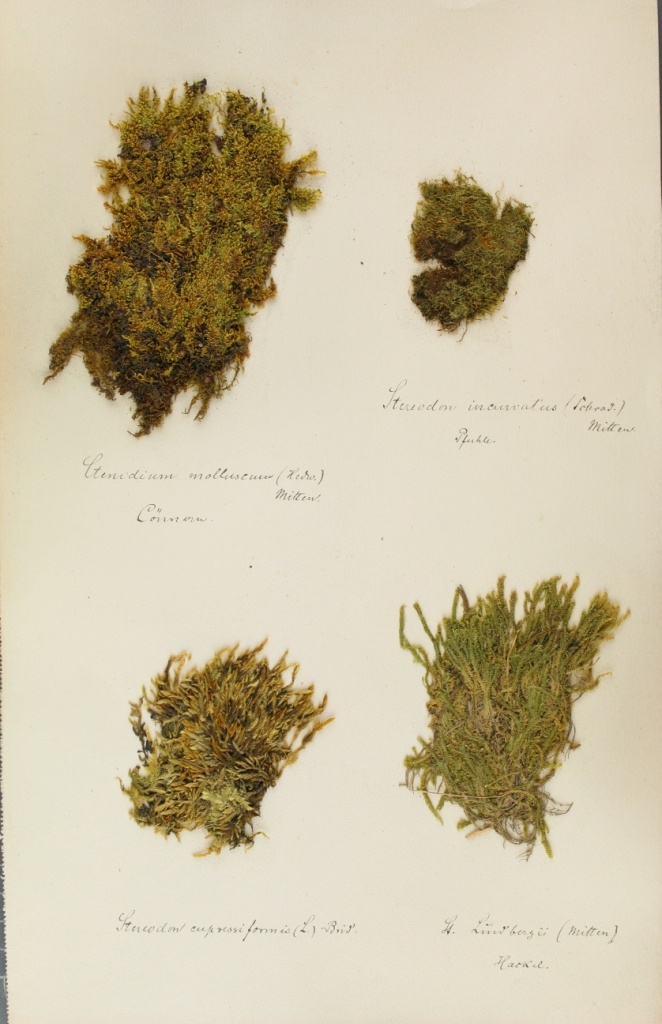 Zschacke-Herbarium, Blatt 29 (Museum für Naturkunde und Vorgeschichte Dessau CC BY-NC-SA)