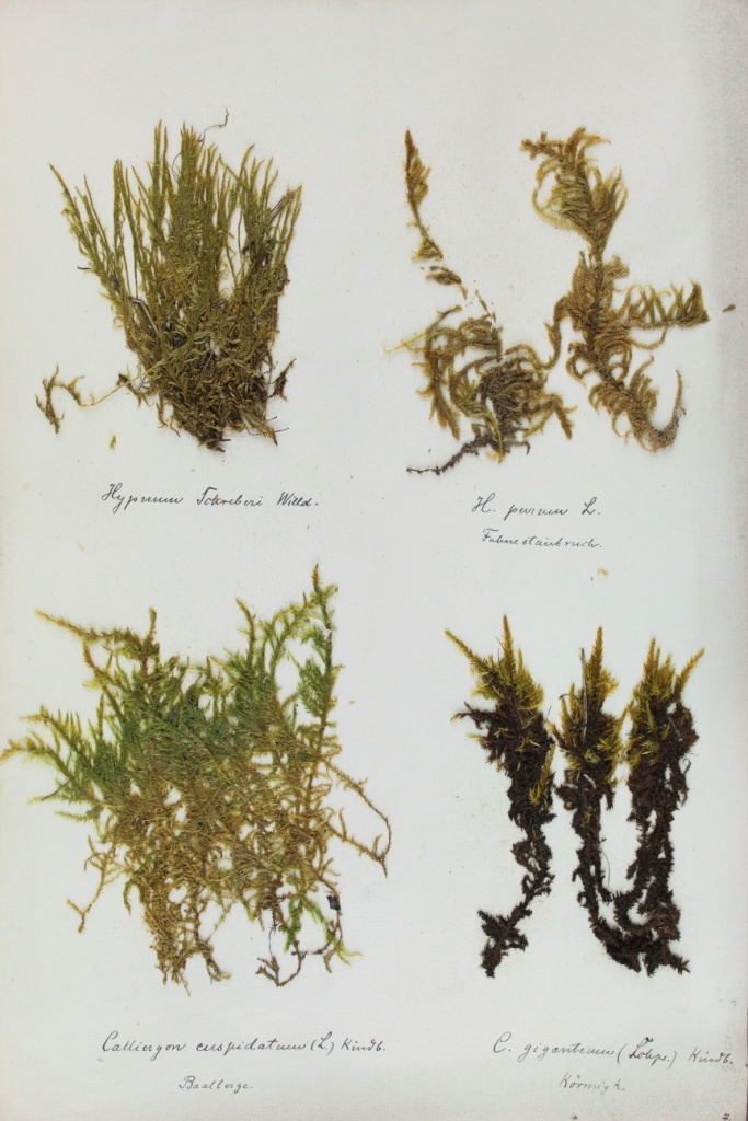 Zschacke-Herbarium, Blatt 30 (Museum für Naturkunde und Vorgeschichte Dessau CC BY-NC-SA)