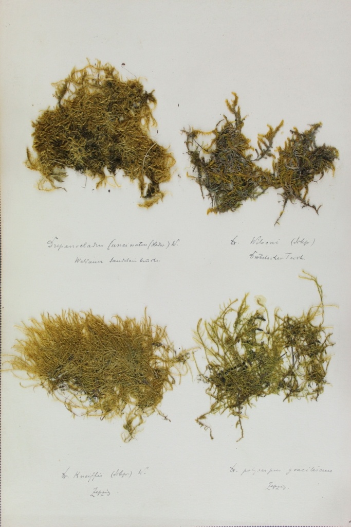 Zschacke-Herbarium, Blatt 31 (Museum für Naturkunde und Vorgeschichte Dessau CC BY-NC-SA)