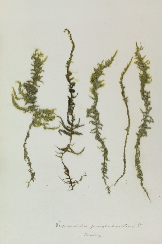 Zschacke-Herbarium, Blatt 32 (Museum für Naturkunde und Vorgeschichte Dessau CC BY-NC-SA)