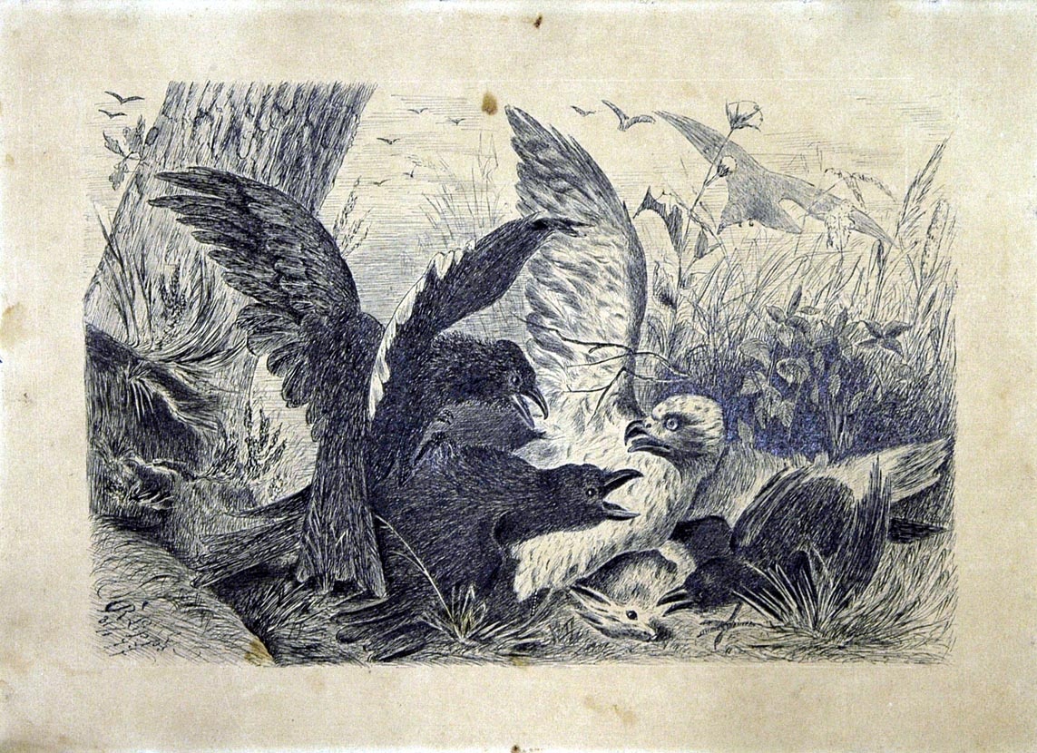 Raubvögel, sich um einen toten Hasen streitend (Winckelmann-Museum Stendal CC BY-NC-SA)