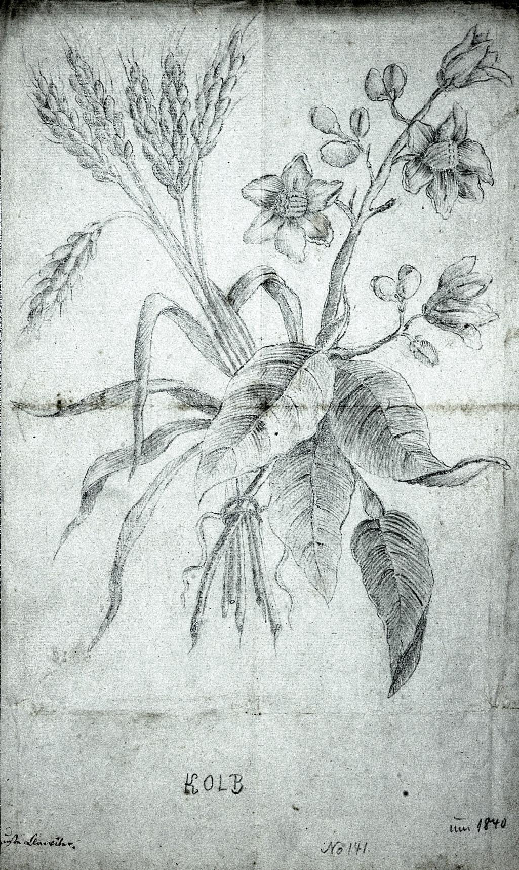 Pflanzenstudie (Winckelmann-Museum Stendal CC BY-NC-SA)