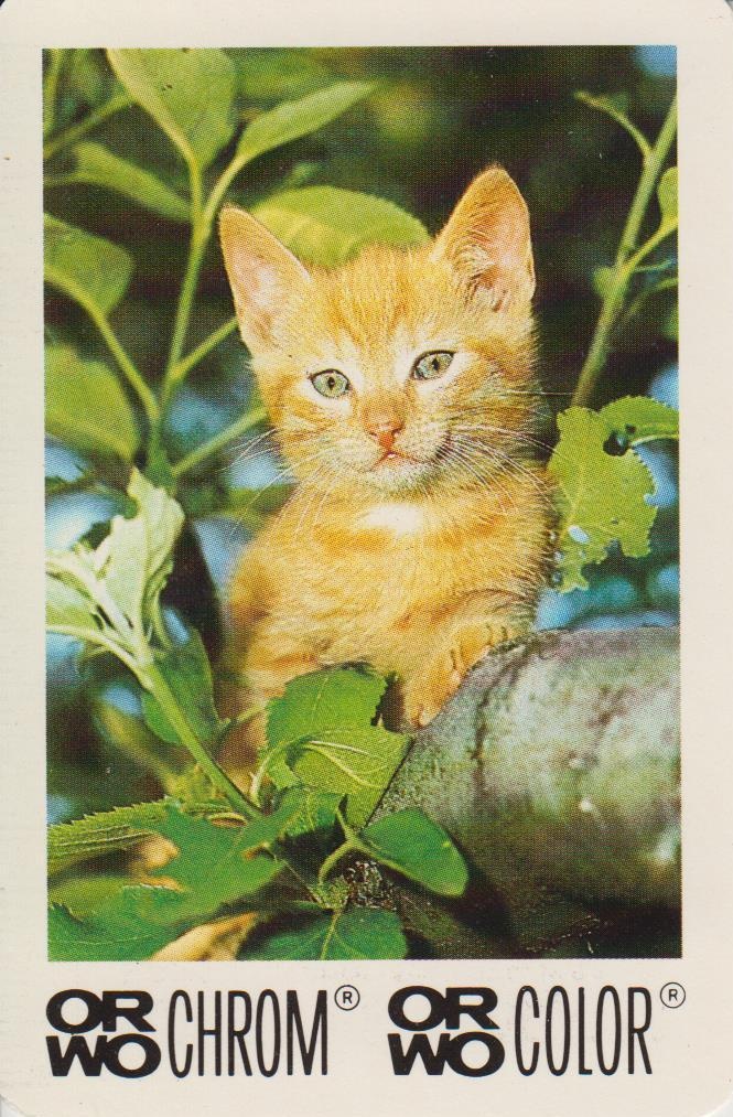 ORWO Taschenkalender Katze 1990 (Industrie- und Filmmuseum Wolfen CC BY-NC-SA)
