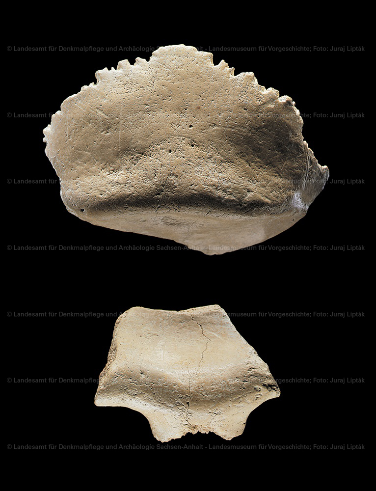 Knochen des Homo erectus von Bilzingsleben (Landesamt für Denkmalpflege und Archäologie Sachsen-Anhalt - Landesmuseum für Vorgeschichte RR-F)