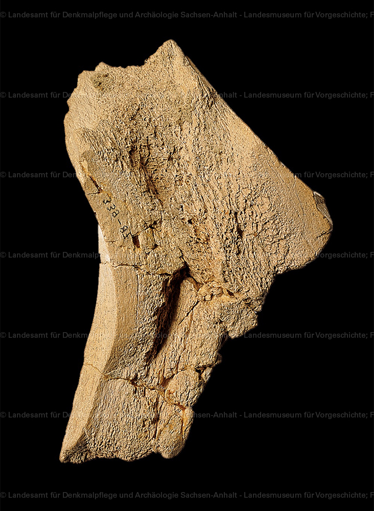 Ein altpaläolithisches beilartig zugerichtetes Knochengerät aus Bilzingsleben (Landesamt für Denkmalpflege und Archäologie Sachsen-Anhalt - Landesmuseum für Vorgeschichte RR-F)