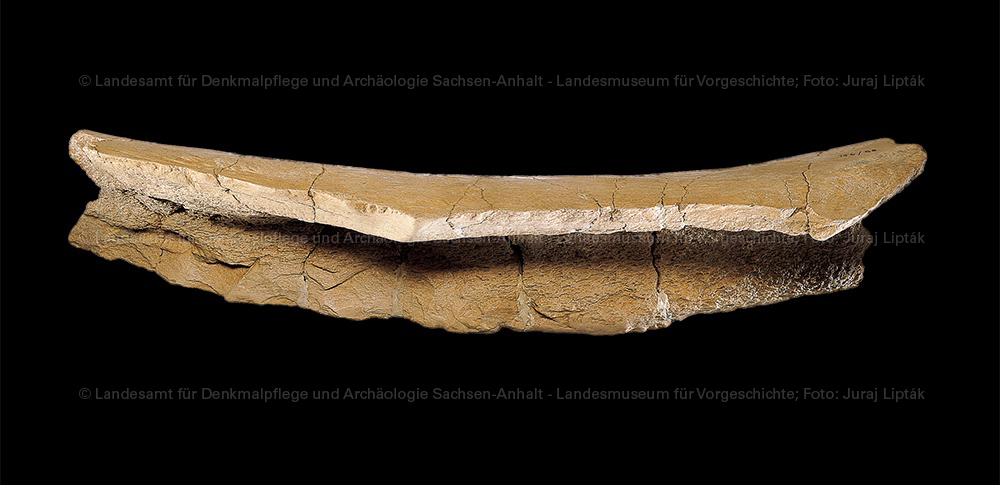 Knochen-Schaber aus Bilzingsleben (Landesamt für Denkmalpflege und Archäologie Sachsen-Anhalt - Landesmuseum für Vorgeschichte RR-F)