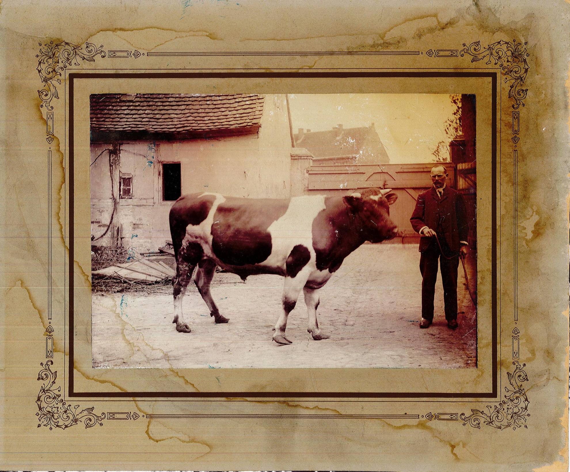 Mann mit einem Zuchtbullen (Museum Wolmirstedt RR-F)