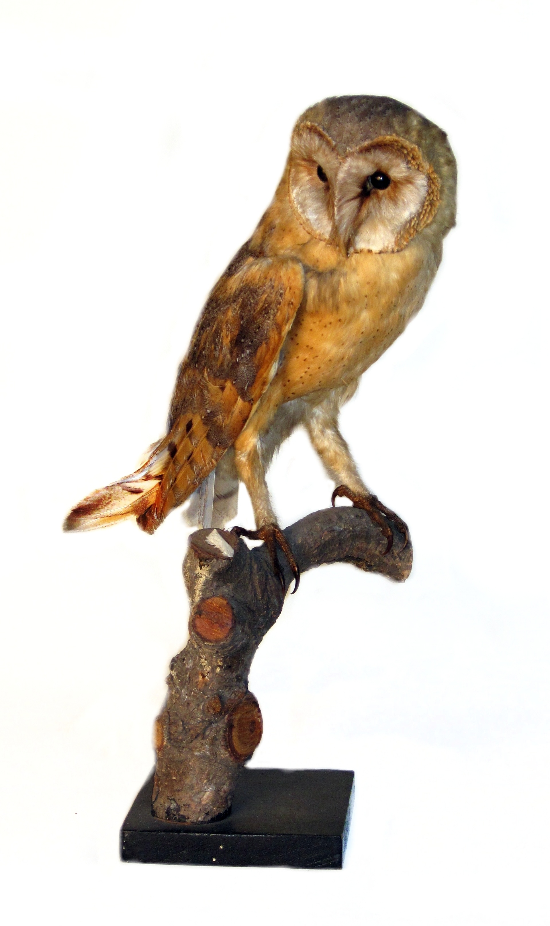 Tyto alba guttata (Museum Schloss Bernburg CC BY-NC-SA)