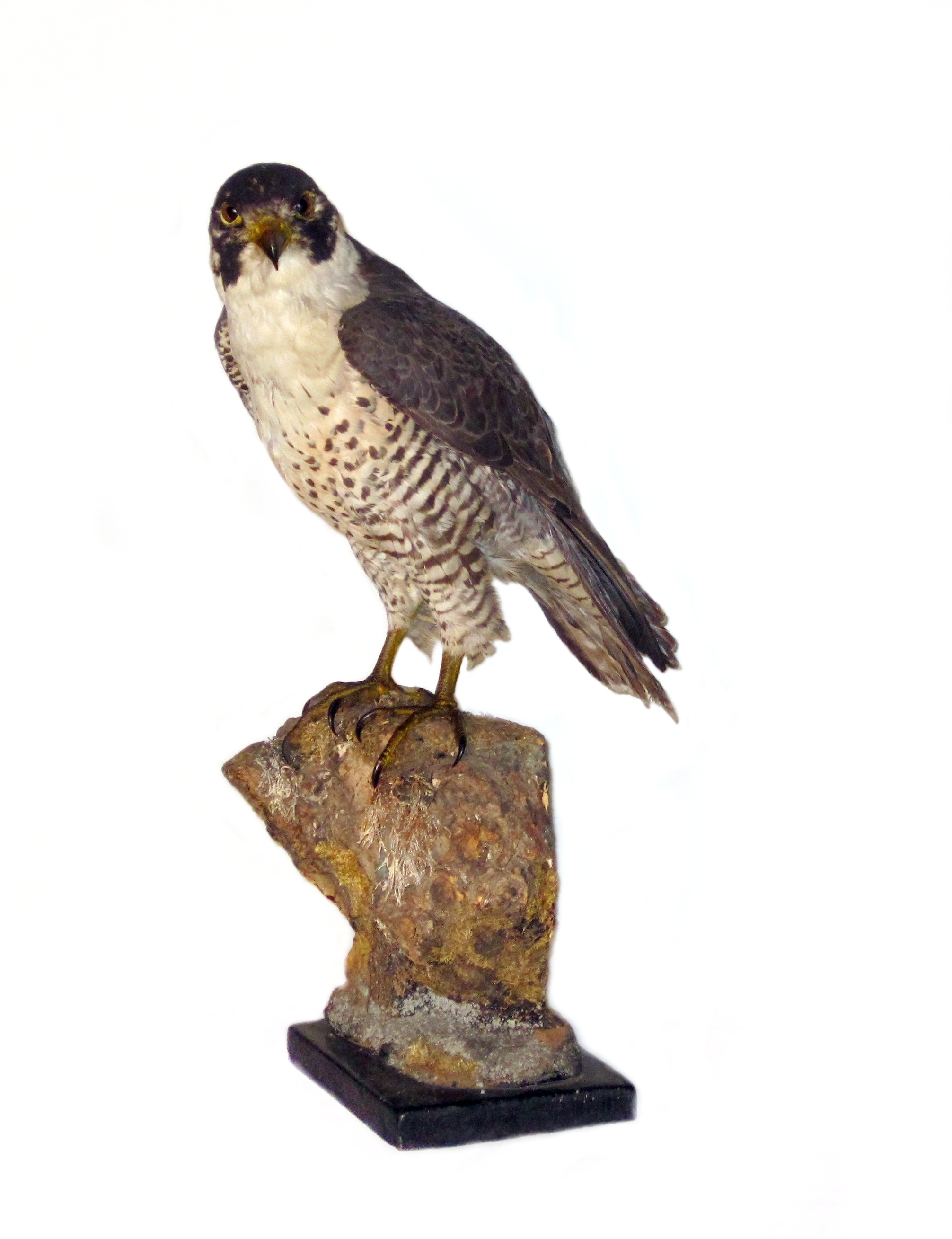 Falco peregrinus germaicus (Museum Schloss Bernburg CC BY-NC-SA)