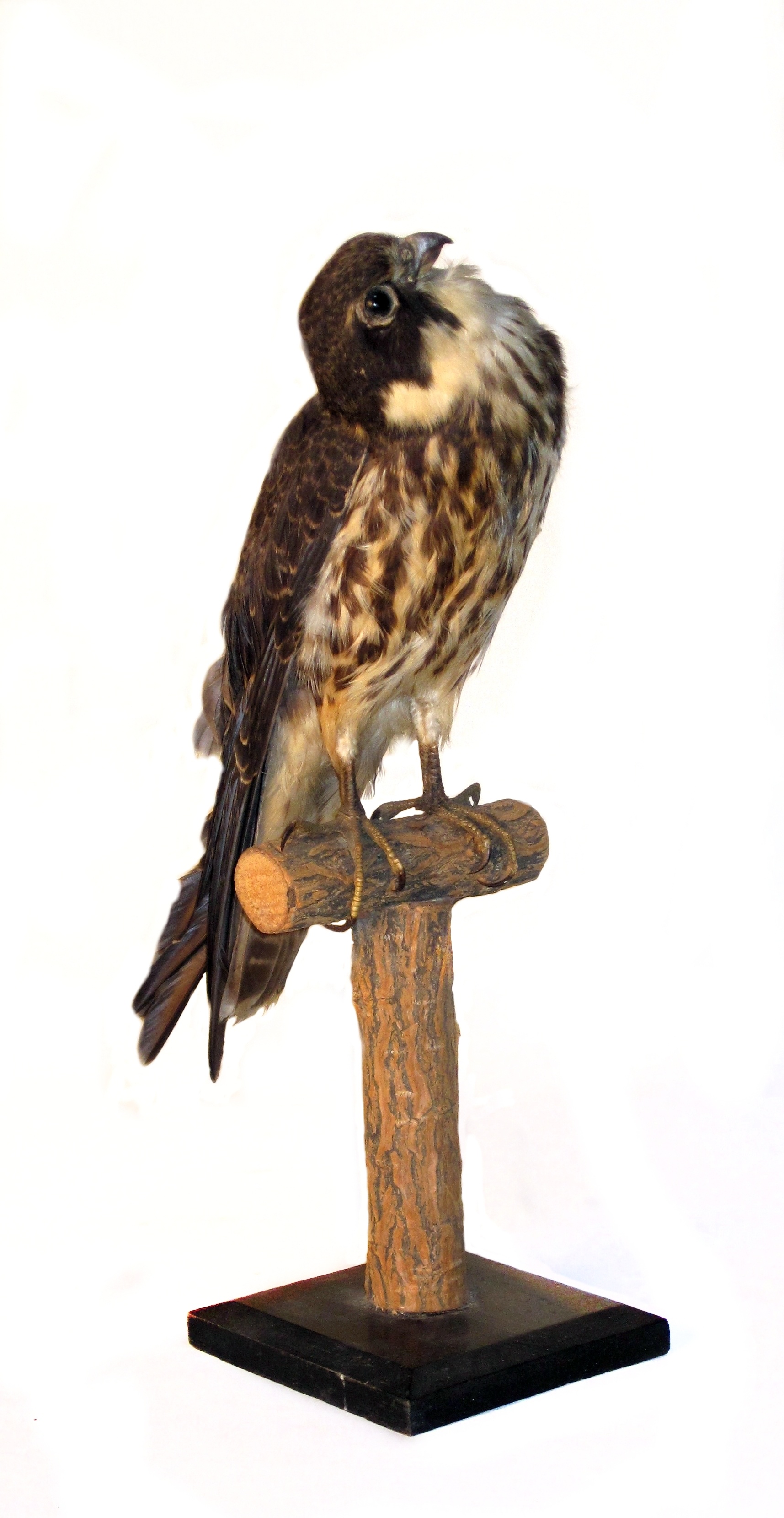 Falco subbuteo subbuteo (Museum Schloss Bernburg CC BY-NC-SA)