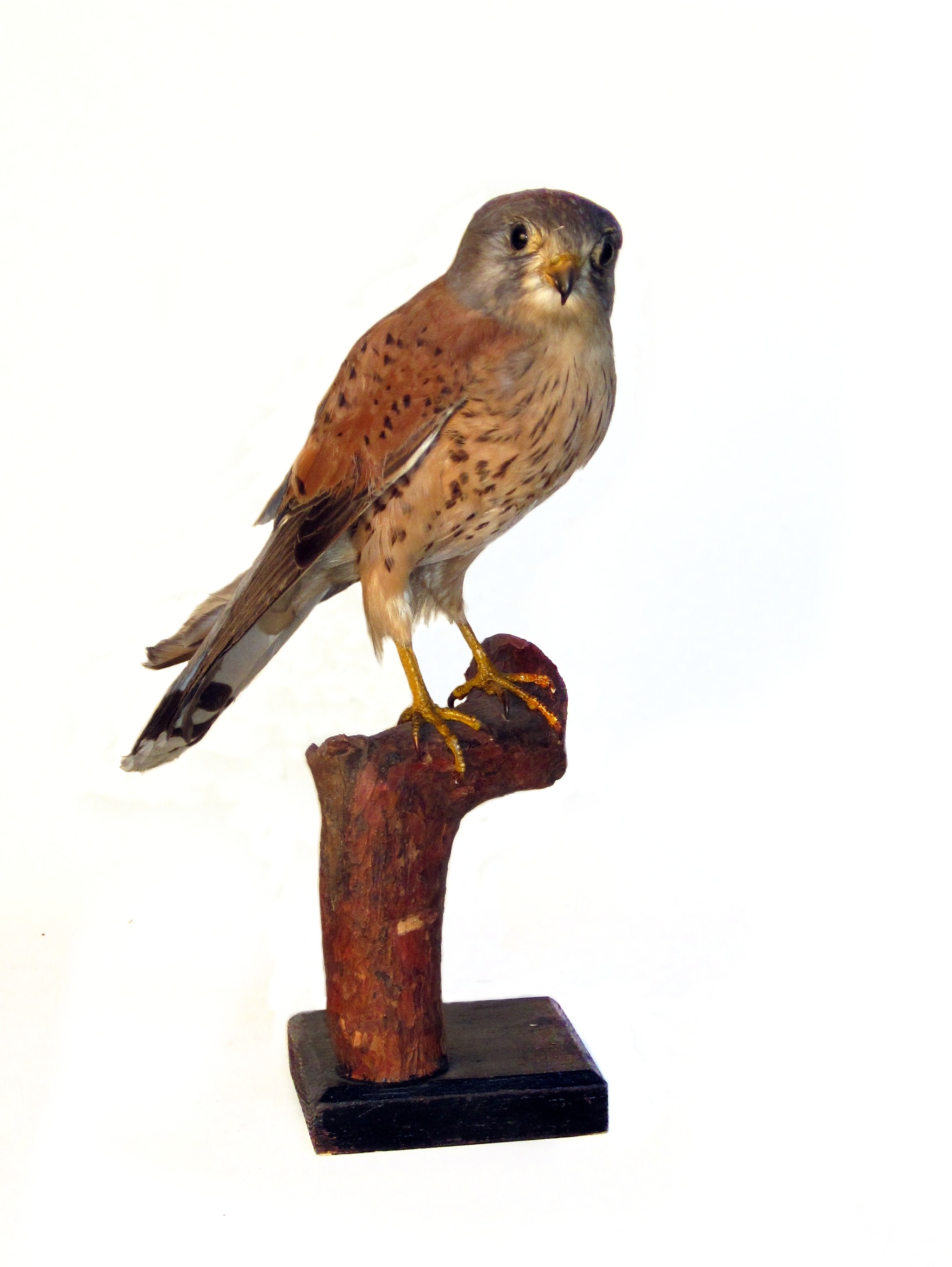 Falco tinnunculus tinnunculus (Museum Schloss Bernburg CC BY-NC-SA)