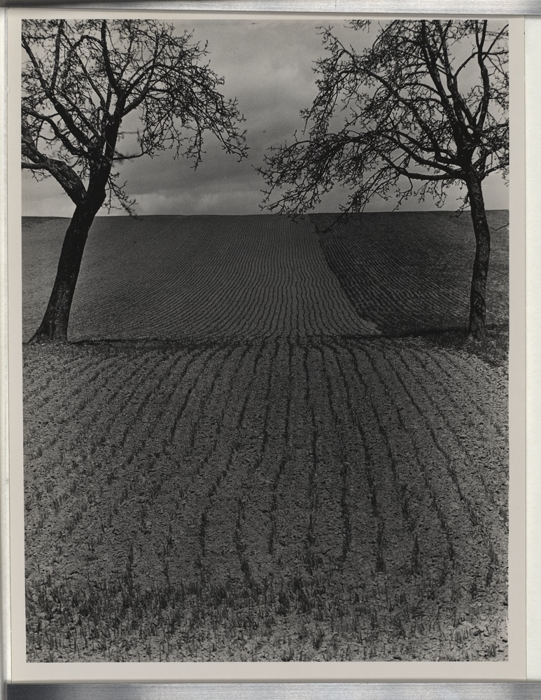 Feld mit Bäumen (Kulturstiftung Sachsen-Anhalt CC BY-NC-SA)