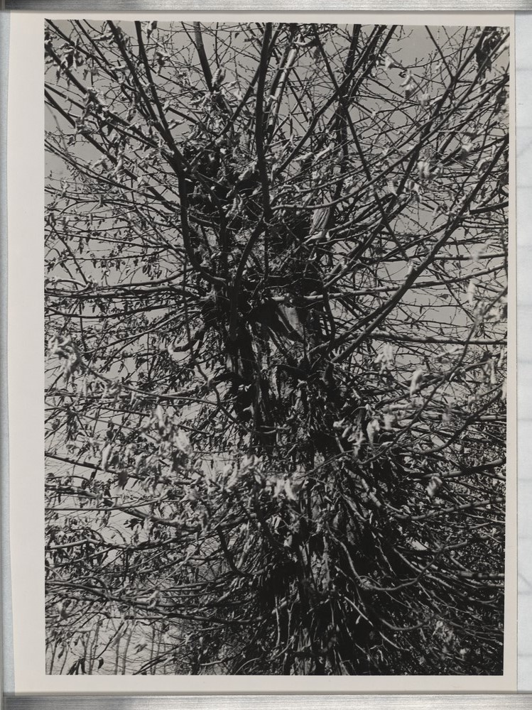 Baum mit dürren Blättern (Kulturstiftung Sachsen-Anhalt CC BY-NC-SA)