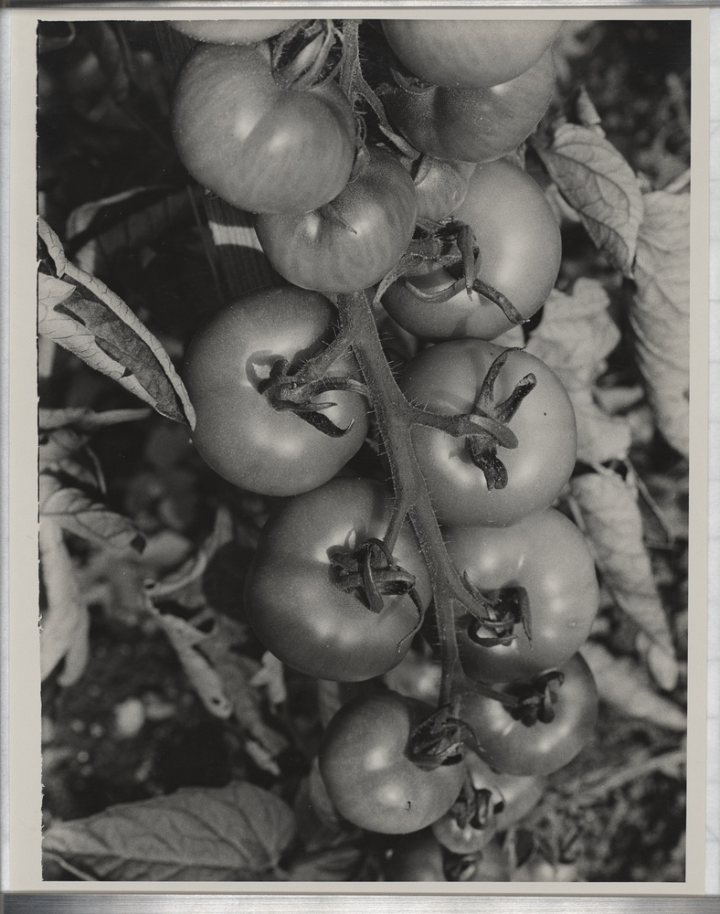 Tomatenrispe (Kulturstiftung Sachsen-Anhalt CC BY-NC-SA)