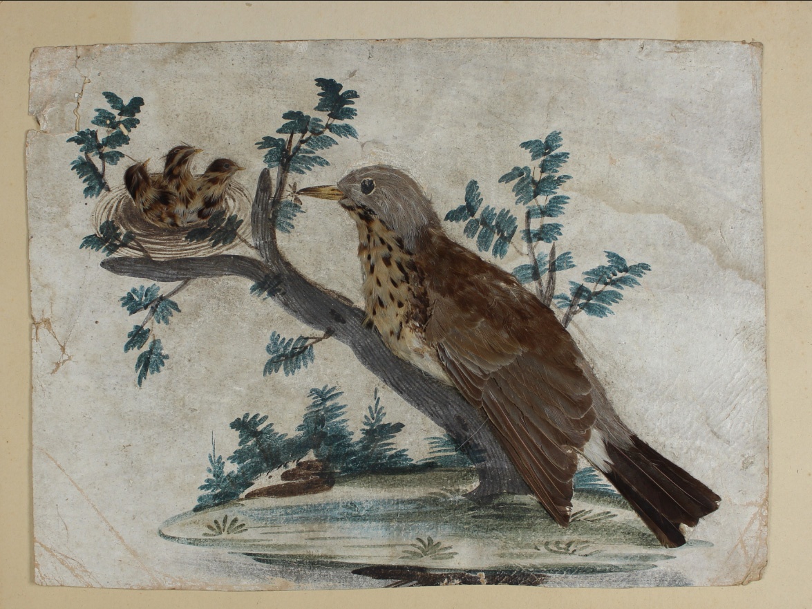 Federbild - Vogel mit Jungen im Nest (Museum Wolmirstedt RR-F)
