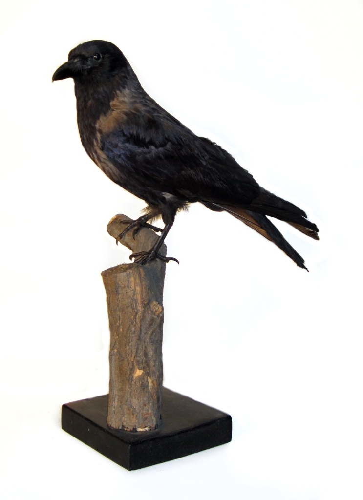 Corvus corone (Museum Schloss Bernburg CC BY-NC-SA)