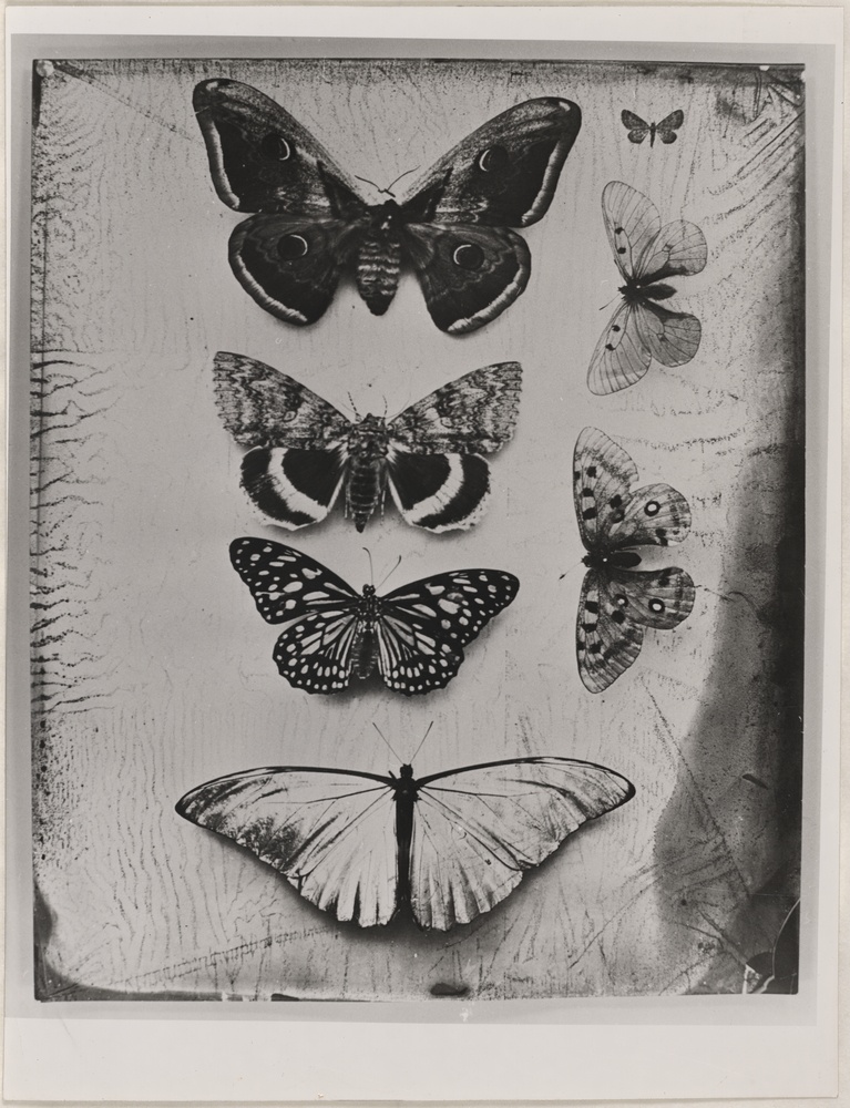 Schmetterlinge (Kulturstiftung Sachsen-Anhalt CC BY-NC-SA)