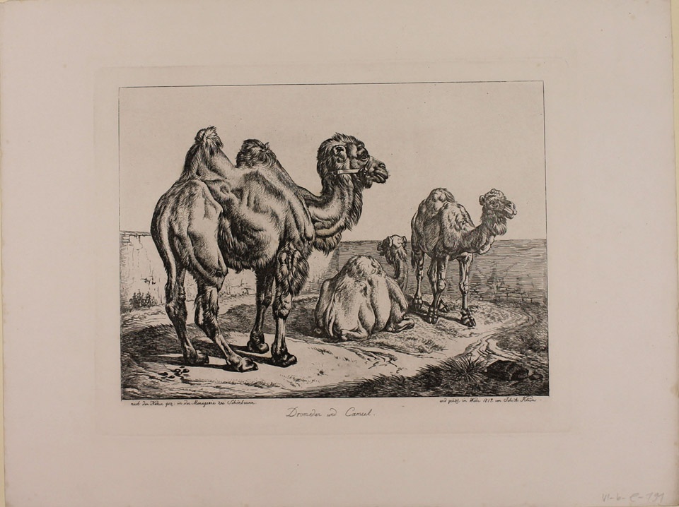 Dromedar und Kamel (Winckelmann-Museum Stendal CC BY-NC-SA)