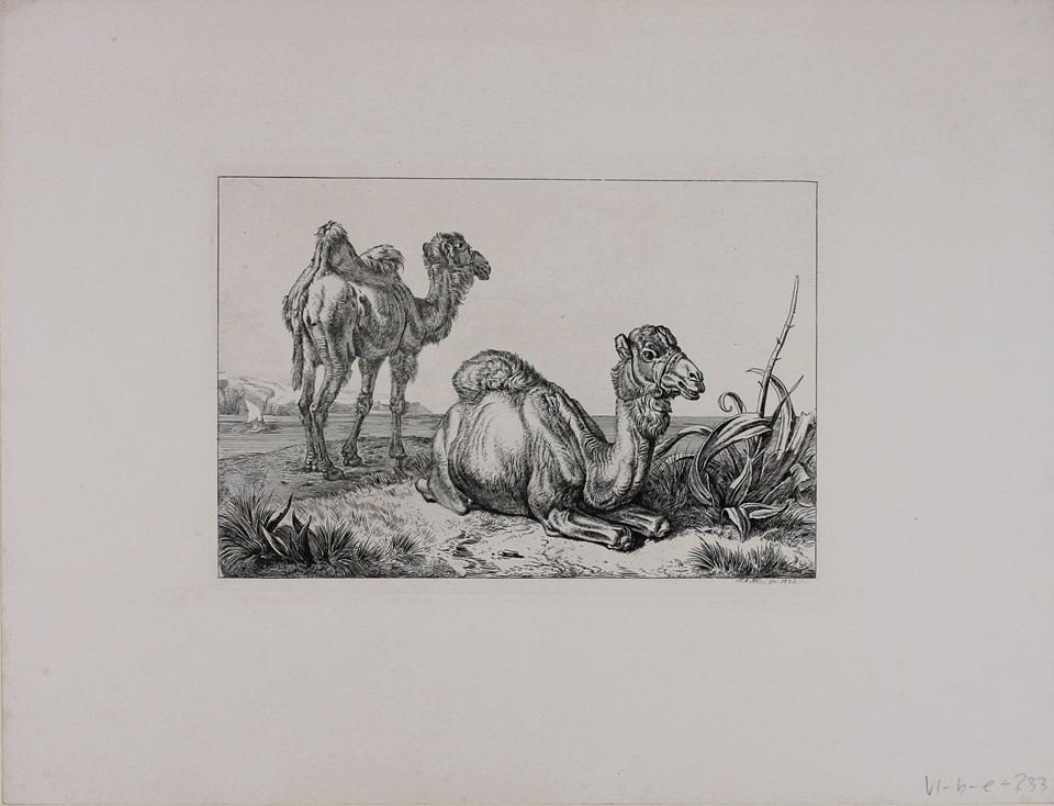 Kamele am Meeresstrande (Winckelmann-Museum Stendal CC BY-NC-SA)