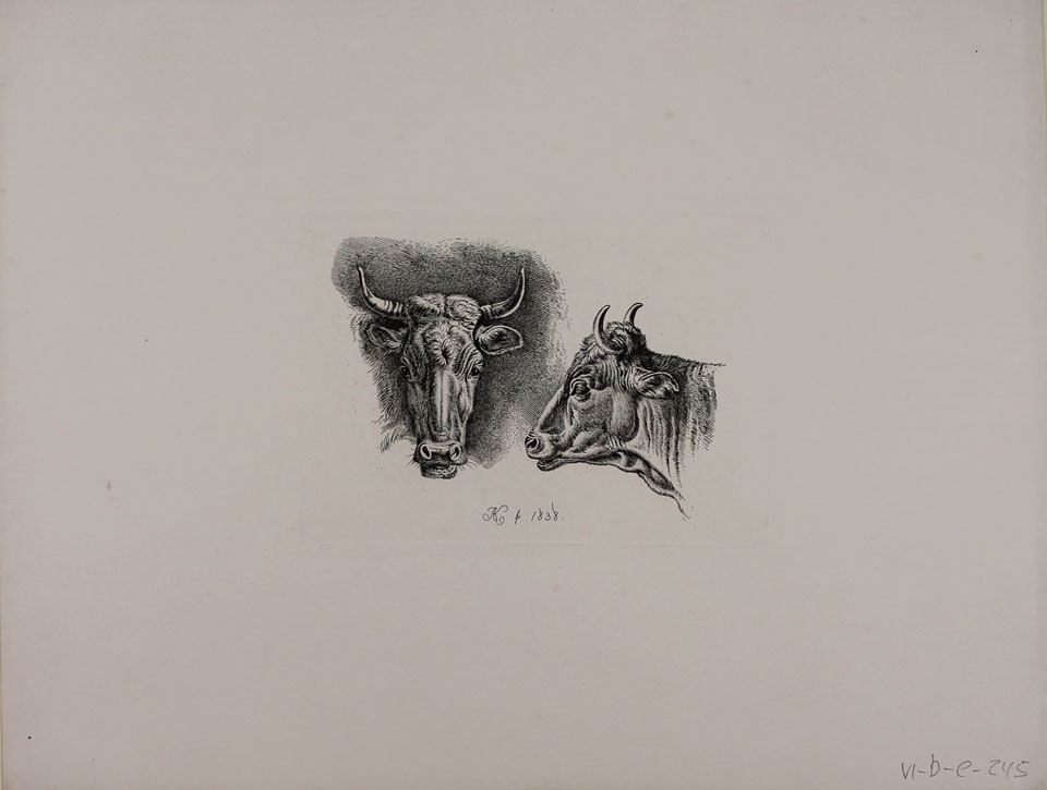 Zwei Kuhköpfe (Winckelmann-Museum Stendal CC BY-NC-SA)