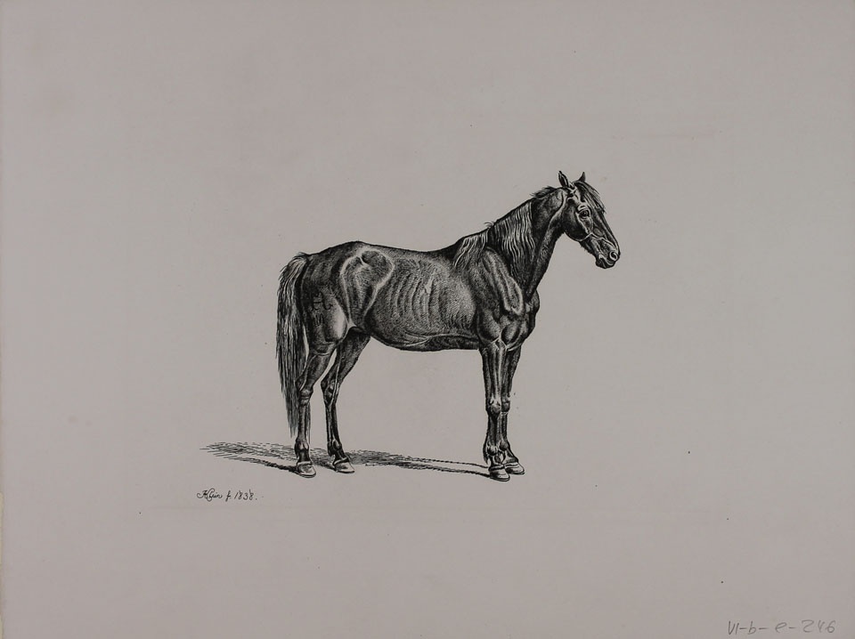 Moldauer Pferd (Winckelmann-Museum Stendal CC BY-NC-SA)