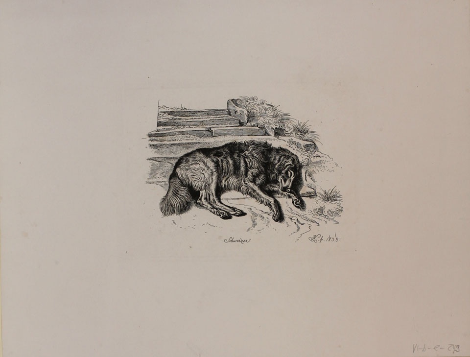 Schweizer (schlafender Hund) (Winckelmann-Museum Stendal CC BY-NC-SA)