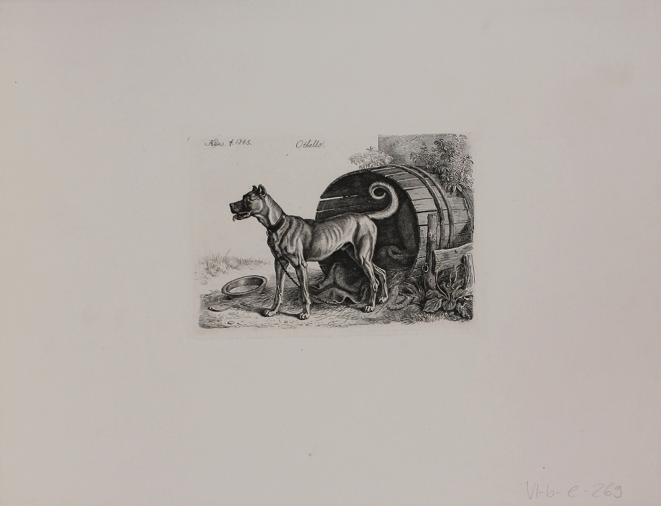 Othello (Hund an der Kette) (Winckelmann-Museum Stendal CC BY-NC-SA)