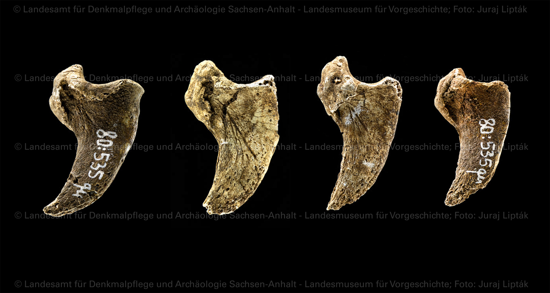 Krallenknochen eines Bären aus Grab 50 von Schkopau, Saalekreis (Landesamt für Denkmalpflege und Archäologie Sachsen-Anhalt - Landesmuseum für Vorgeschichte RR-F)
