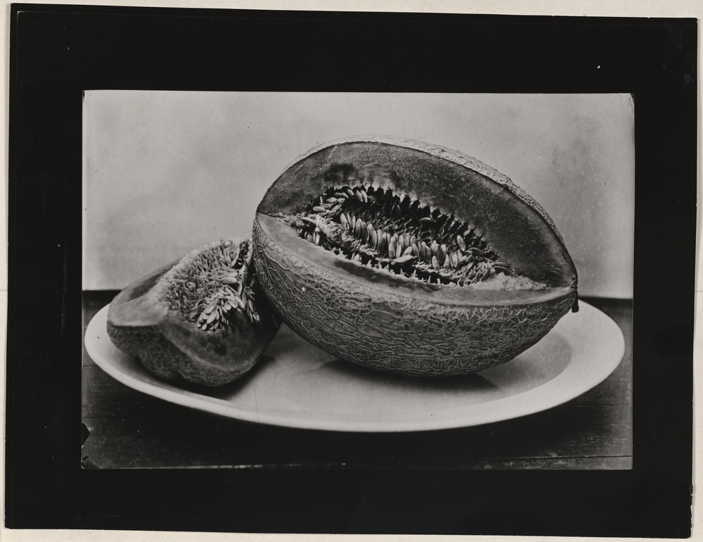 Aufgeschnittene Melone (Kulturstiftung Sachsen-Anhalt CC BY-NC-SA)