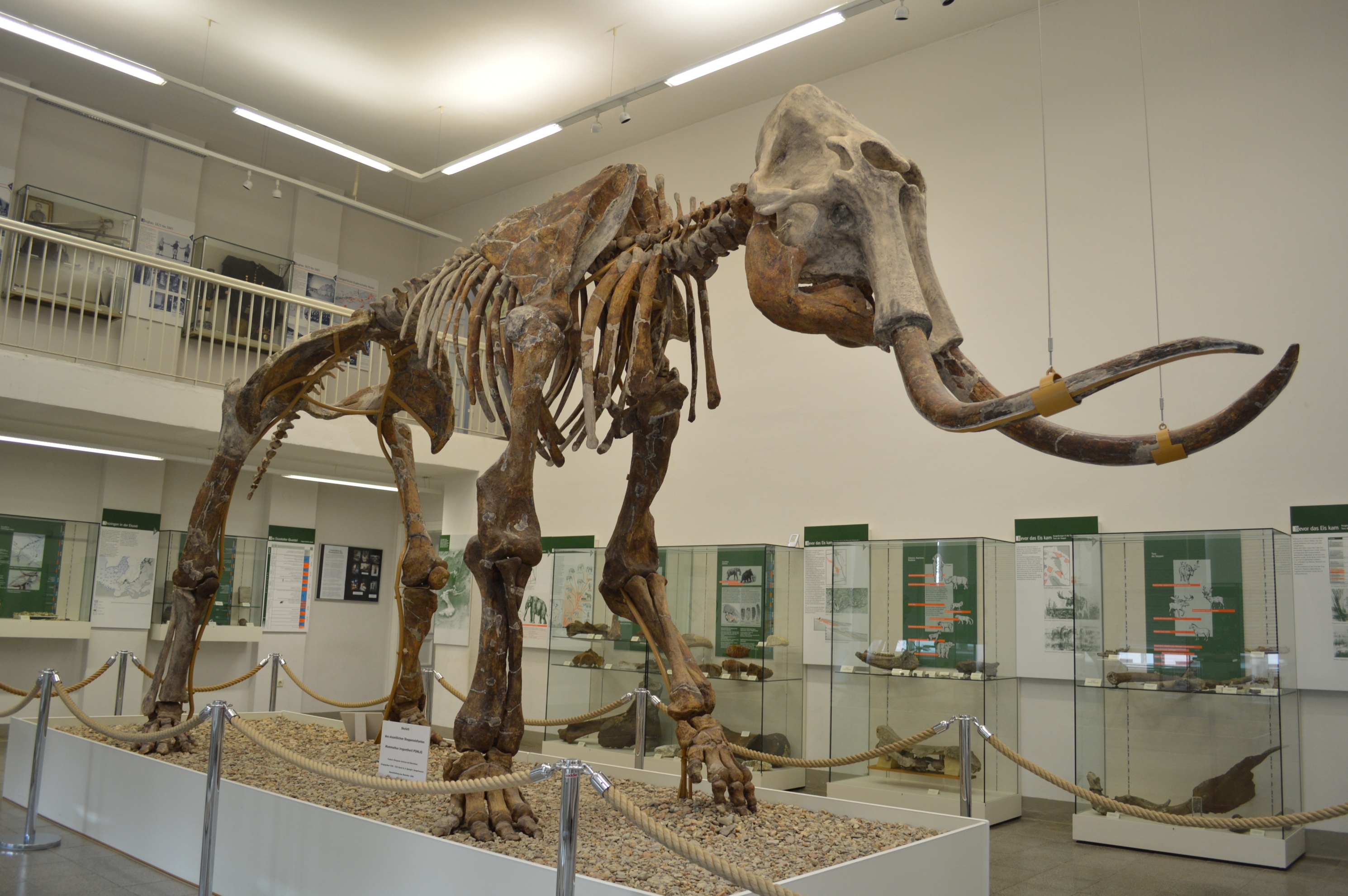Skelett eines Altmammuts (Spengler-Museum CC BY-NC-SA)