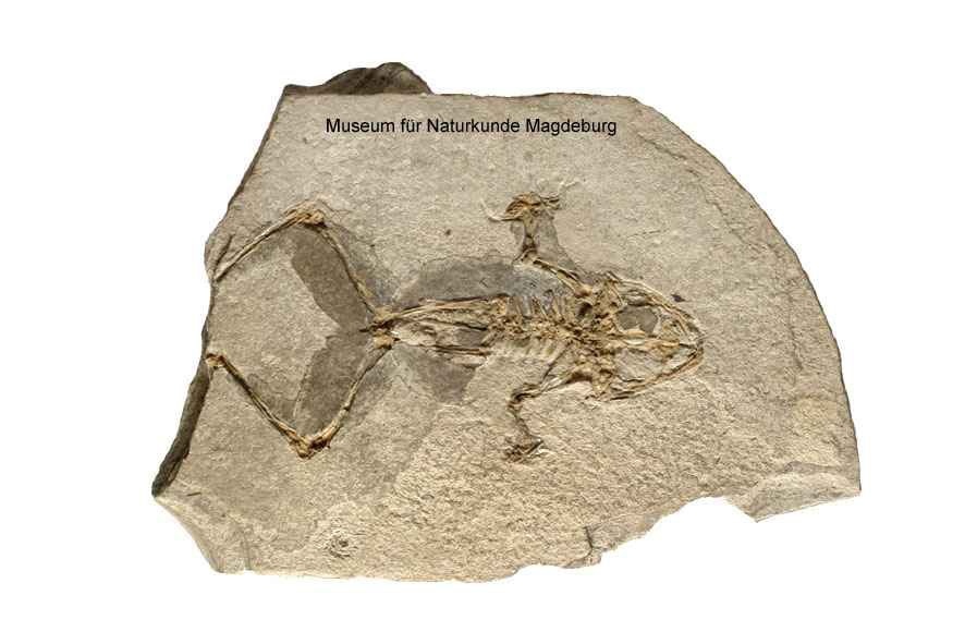 Versteinerter Frosch (Museum für Naturkunde Magdeburg CC BY-NC-SA)