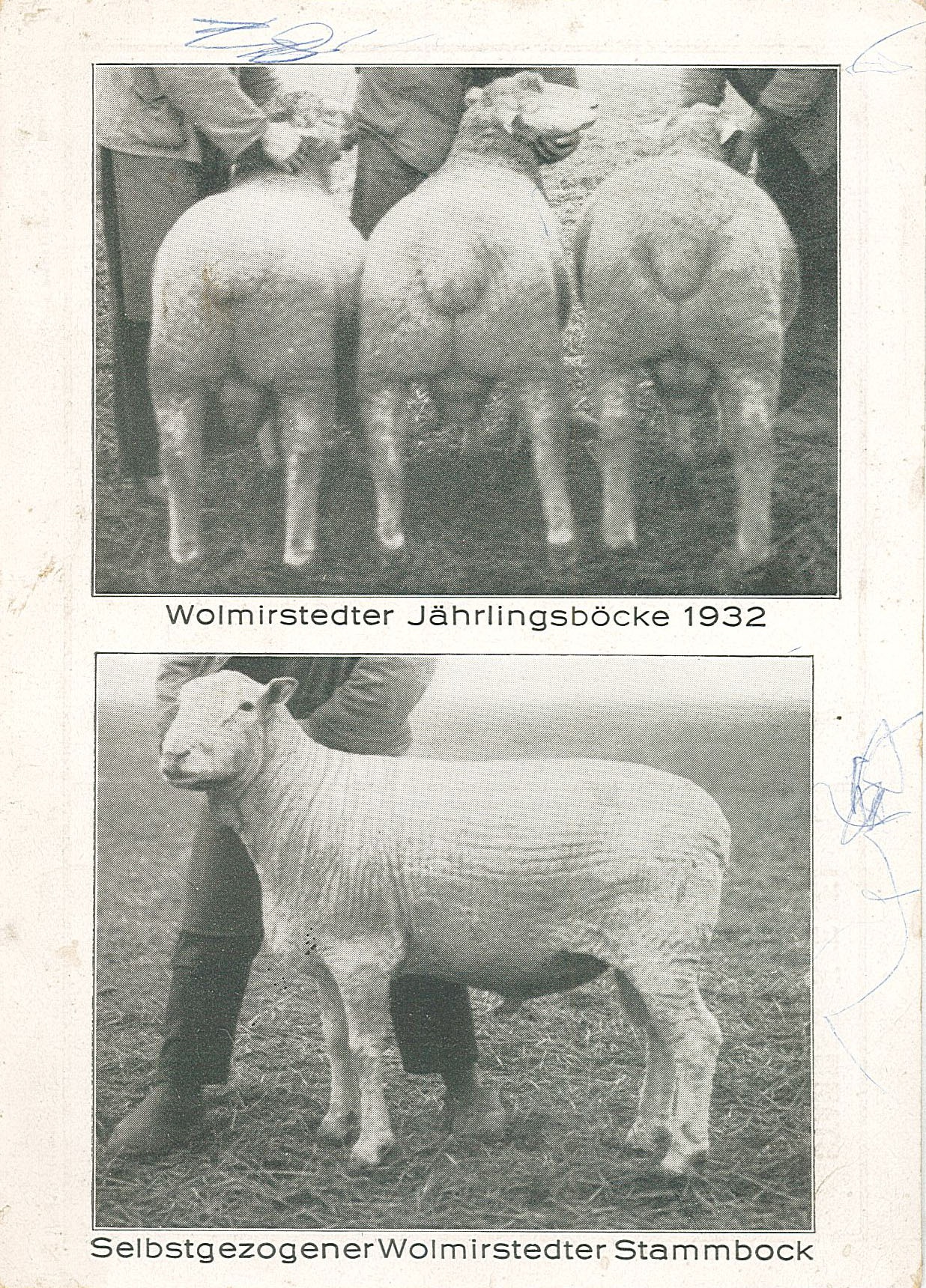 Postkarte "Wolmirstedter Jährlingsböcke 1932 / Selbstgezogener Wolmirstedter Stammbock" (Museum Wolmirstedt RR-F)