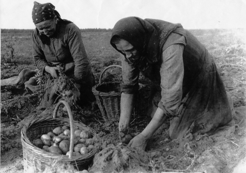 Frauen bei der Kartoffelernte in der Nachkriegszeit (Haus der Geschichte Wittenberg RR-F)