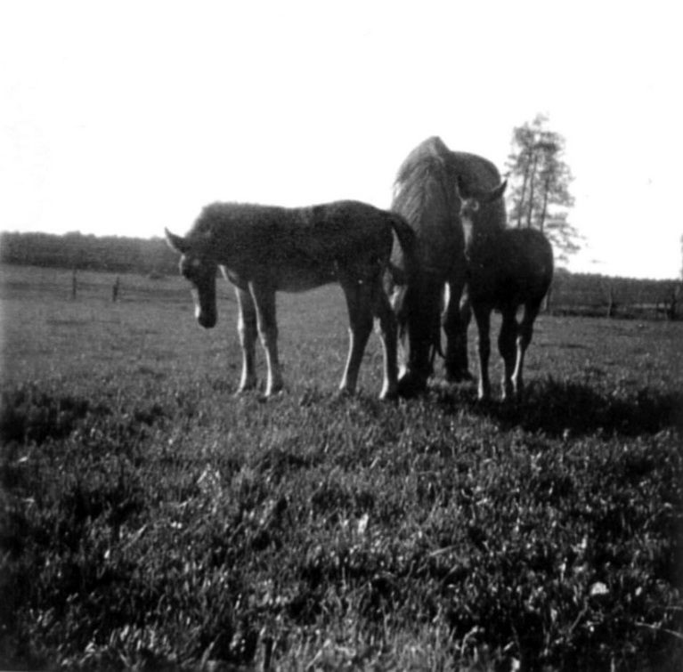 Pferde auf der Weide (Koppel) (Haus der Geschichte Wittenberg RR-F)