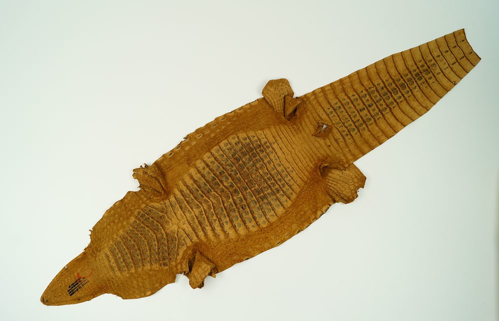 Krokodilleder, naturbelassen (Museum Weißenfels CC BY-NC-SA)