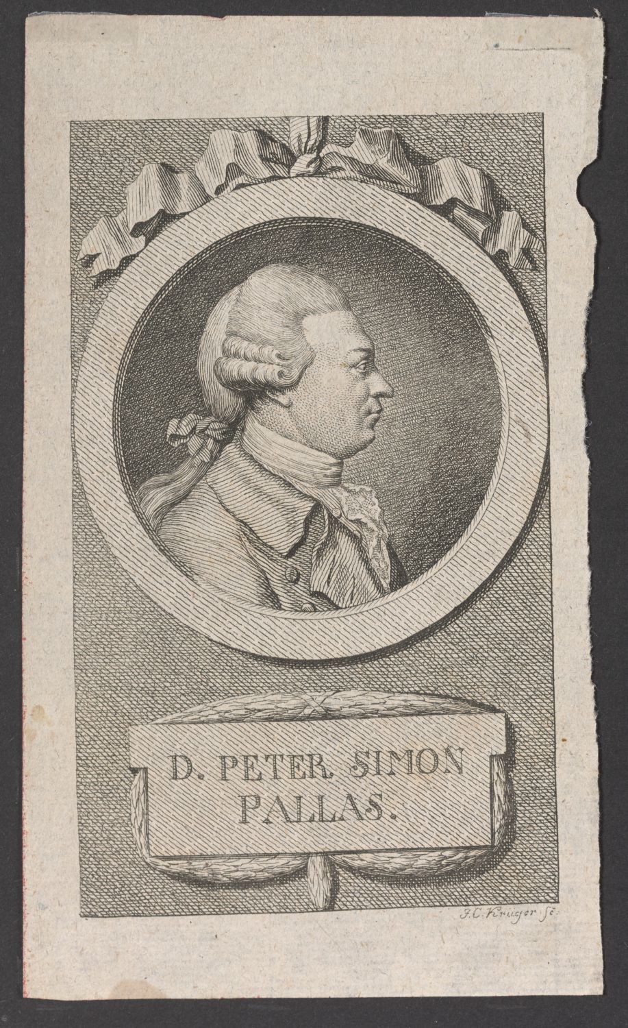 Porträt Peter Simon Pallas (1741-1811) (Stiftung Händelhaus, Halle CC BY-NC-SA)