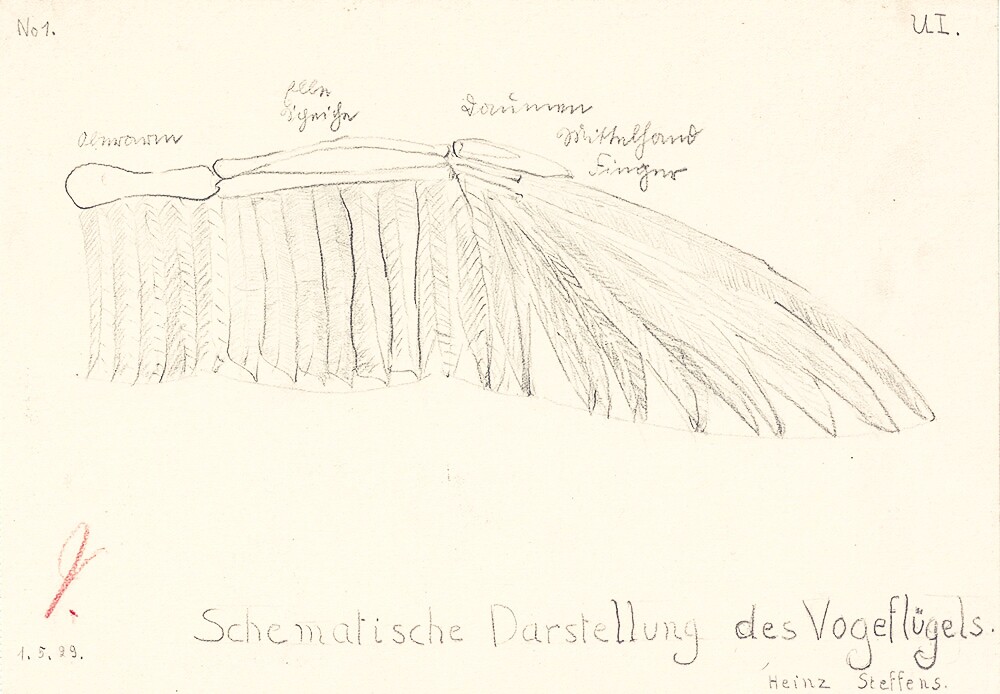 Schematische Darstellung des Vogelflügels (Museum Schloss Bernburg / Deutsche Stiftung Denkmalschutz CC BY-NC-SA)
