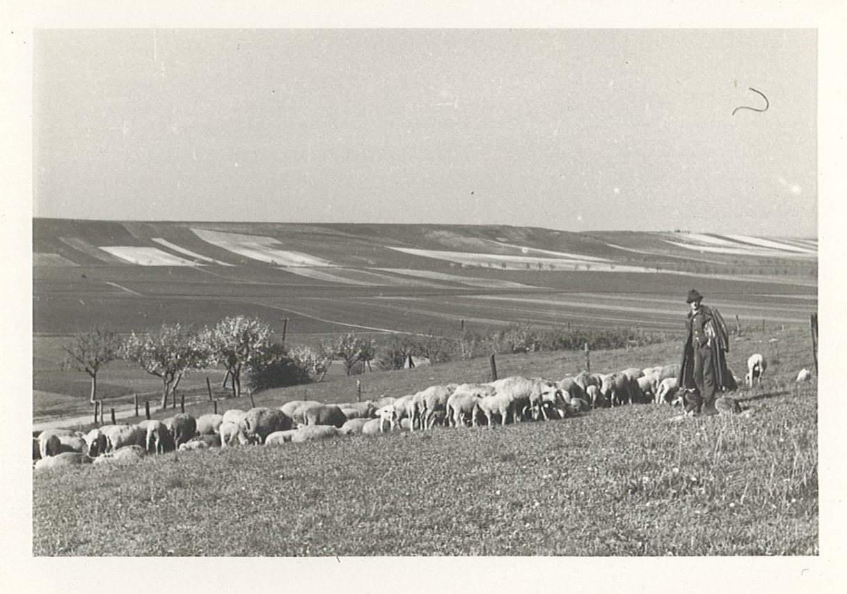Schäfer mit Herde in Landschaft des Landkreis Wolmirstedt (Museum Wolmirstedt RR-F)
