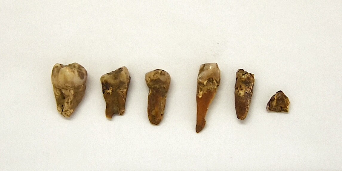 6 Zähne, Zahnteile eines Erwachsenen (Museum Schloss Moritzburg Zeitz RR-R)