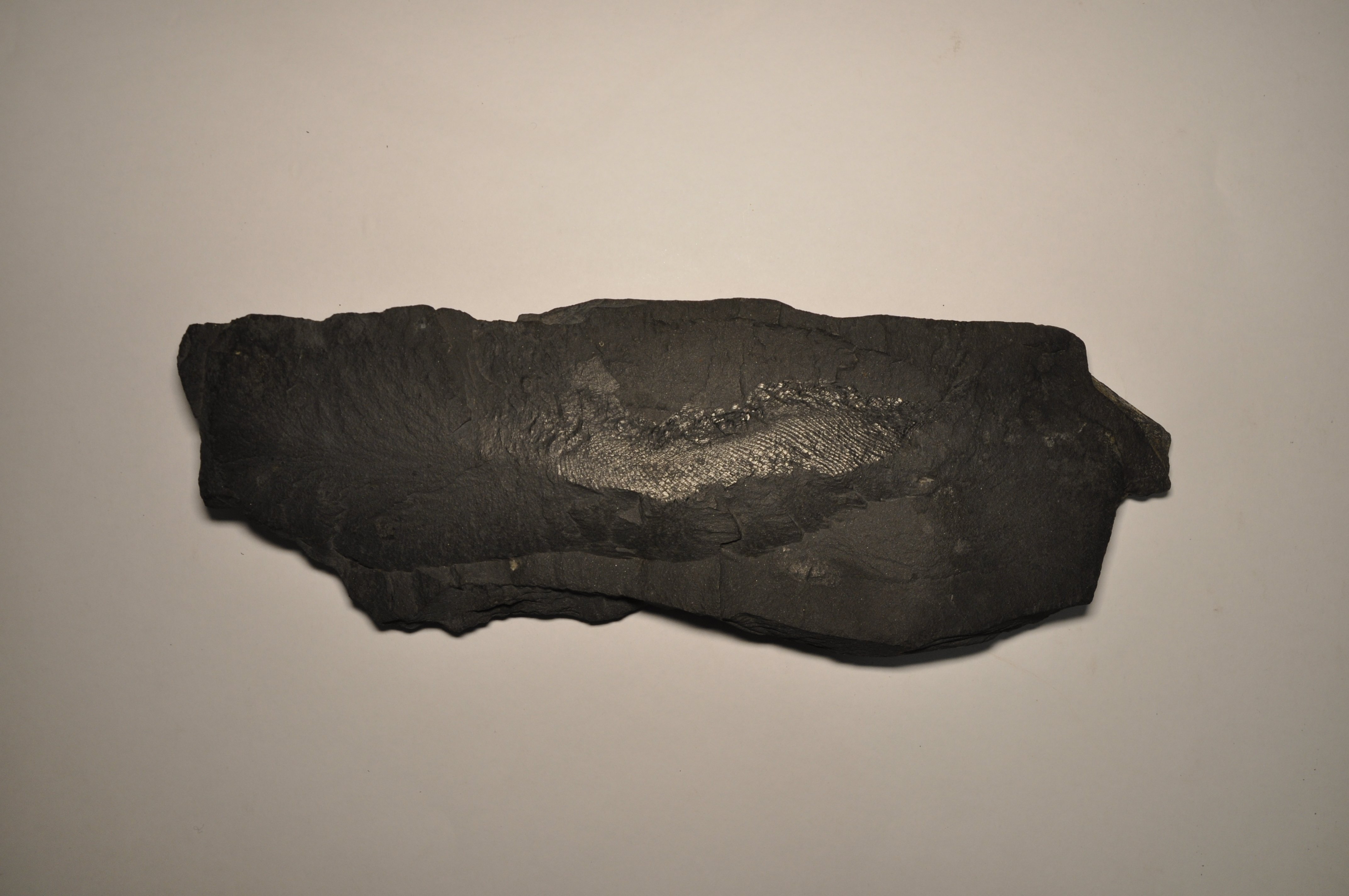 Fischfossil (Spengler-Museum CC BY-NC-SA)