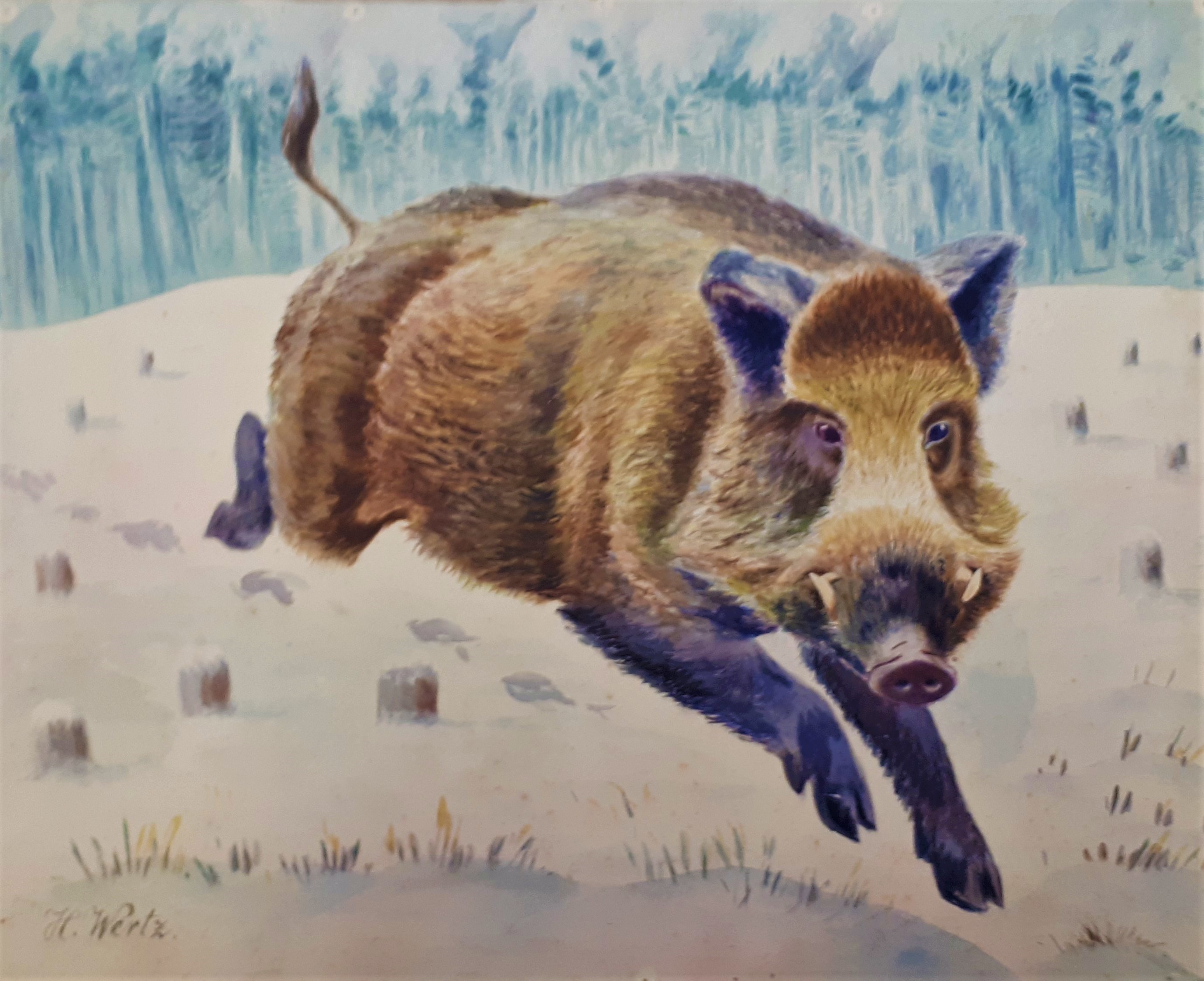 Drei Bilder von Wildschweinen (Hermann Wertz) (Erlebniswelt Museen e. V. CC BY-NC-SA)